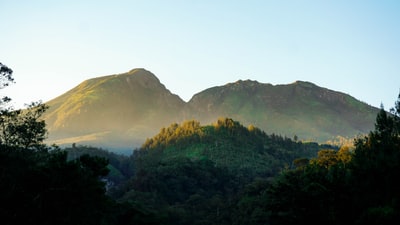 白天山上的绿树